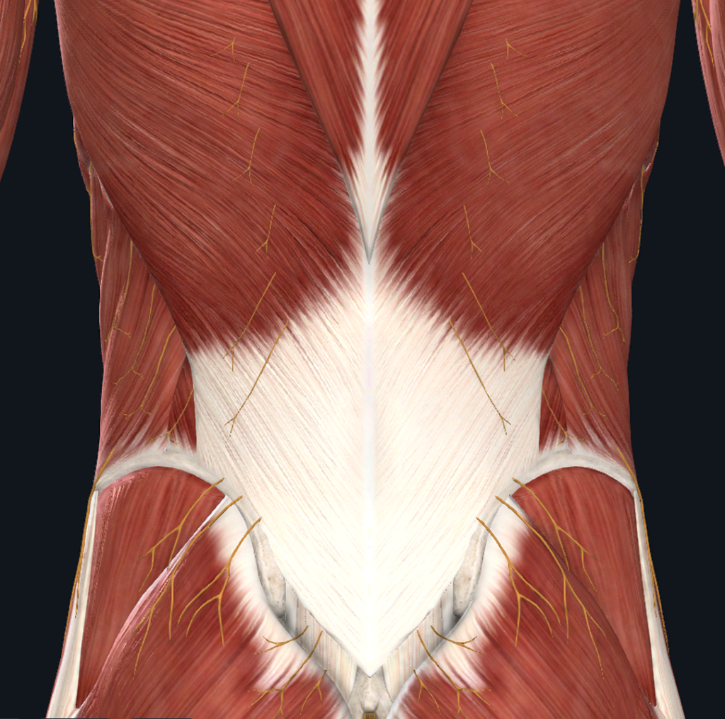 バレエ腰痛の痛みの原因　胸腰筋膜